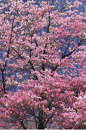 《女神异闻录3、4》XSX版为原生制作 非向下兼容